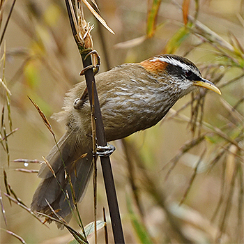 Streak-breasted Scimitar-babbler