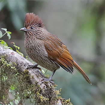 Striated Laughingthrush