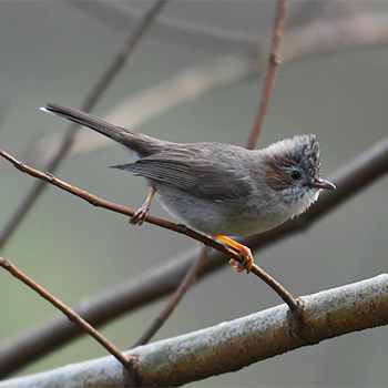 Striated Yuhina
