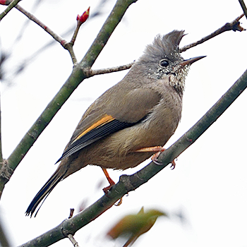 Stripe-throated Yuhina
