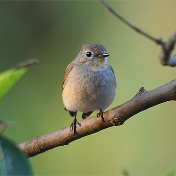 Taiga Flycatcher