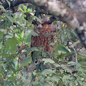 Tawny Fish-owl