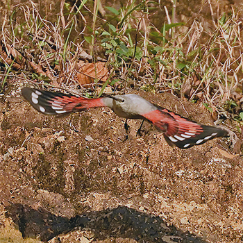 Wallcreeper