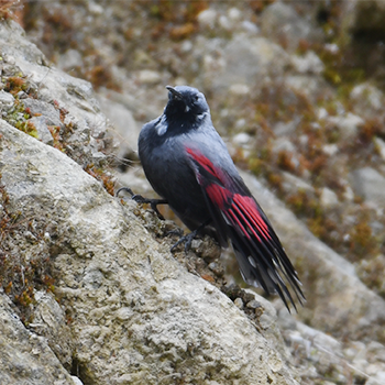 Wallcreeper