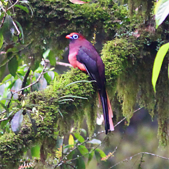 Ward's Trogon