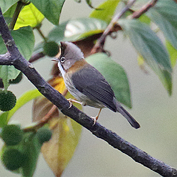 Whiskered Yuhina