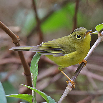 Whistler's Warbler