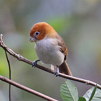 White-breasted Parrotbill