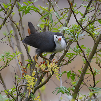 White-breasted Waterhen