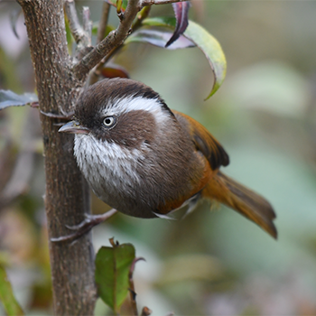 White-browed Fulvetta