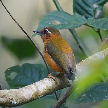White-browed Piculet