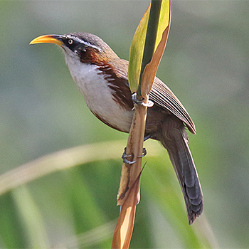 White-browed Scimitar-babbler