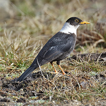 White-collared Blackbird