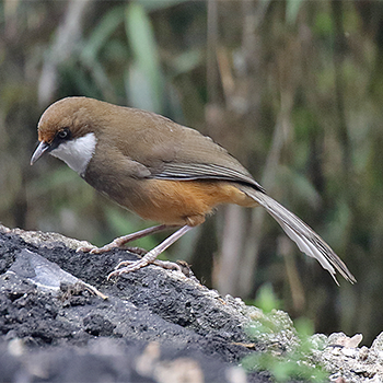 White-throated Laughingthrush