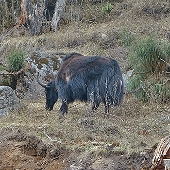 Yak