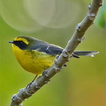 Yellow-bellied Fairy-fantail