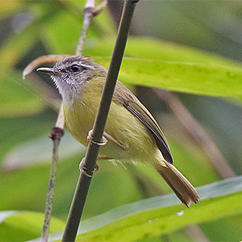 Yellow-bellied Warbler