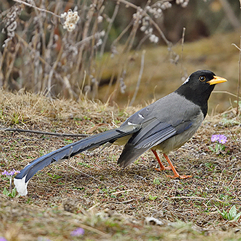 Yellow-billed Blue-magpie
