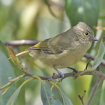 Yellow-browed Tit