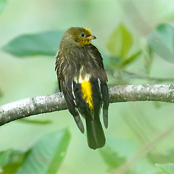 Yellow-rumped Honeyguide