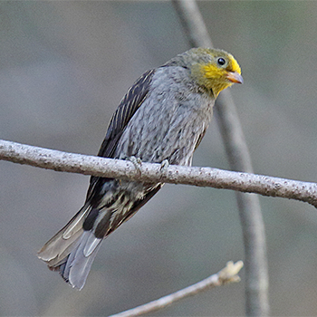 Yellow-rumped Honeyguide