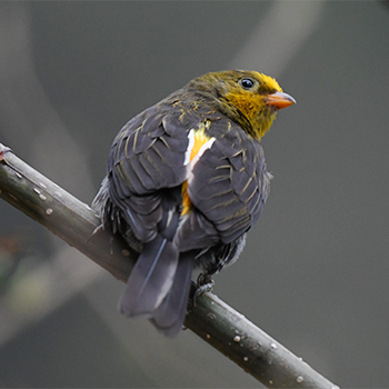 Yellow-rumped Honeyguide