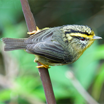 Yellow-throated Fulvetta