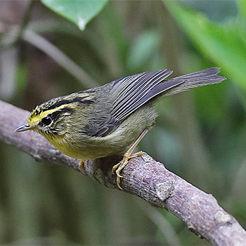 Yellow-throated Fulvetta