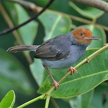 Ashy Tailorbird