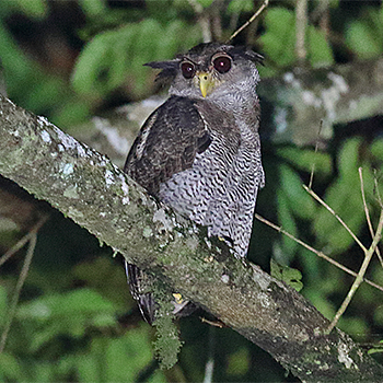 Barred Eagle-owl