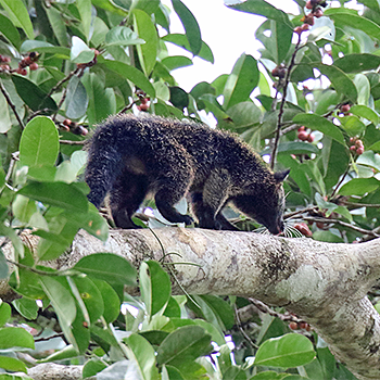 Binturong