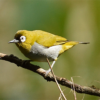 Black-capped White-eye