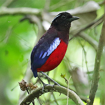 Black-crowned Pitta