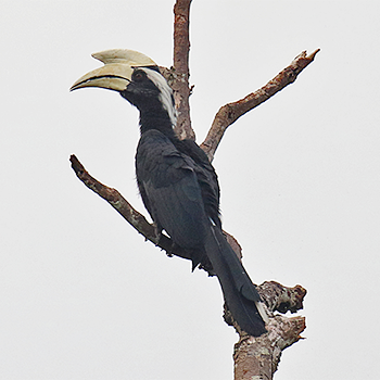 Black Hornbill