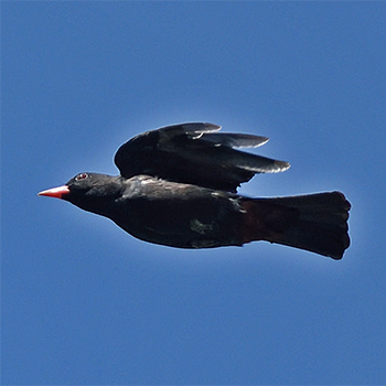 Black Oriole