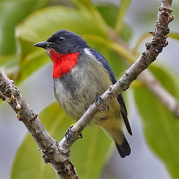 Black-sided Flowerpecker