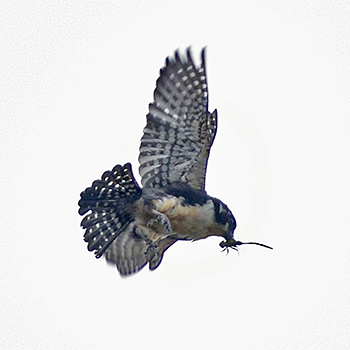 Black-thighed Falconet