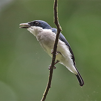 Black-winged Flycatcher-shrike