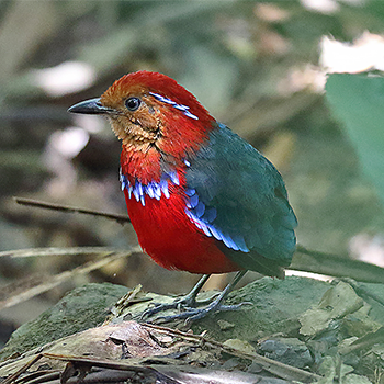 Blue-banded Pitta