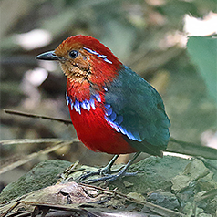 Blue-banded Pitta