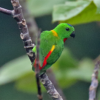 Blue-crowned Hanging-parrot