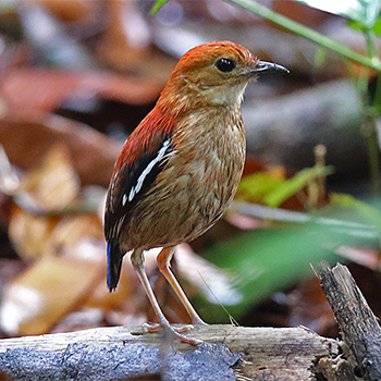 Blue-headed Pitta