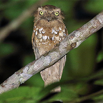 Blyth's Frogmouth