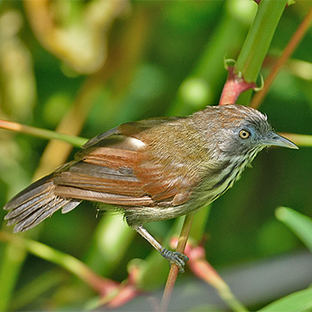 Bold-striped Tit-babbler