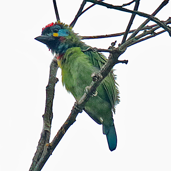 Bornean Barbet