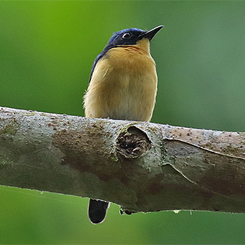 Bornean Blue Flycatcher