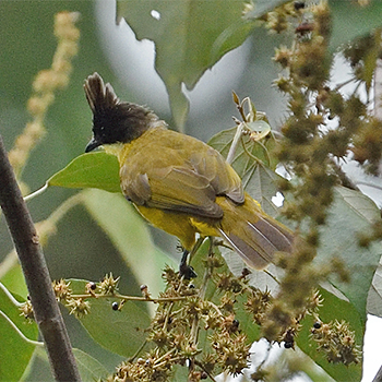 Bornean Bulbul