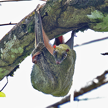 Bornean Colugo