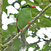 Bornean Green-magpie