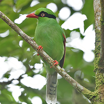 Bornean Green-magpie